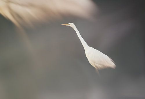 Zilverreiger beweging