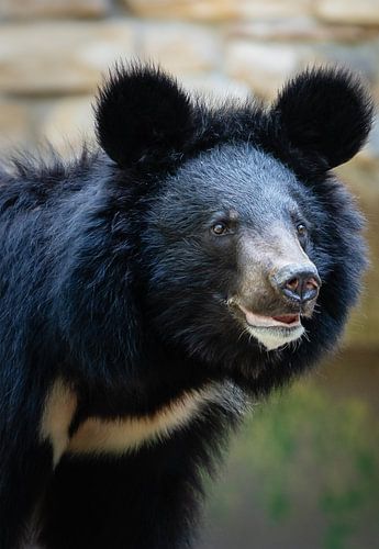 Taiwanese zwarte beer