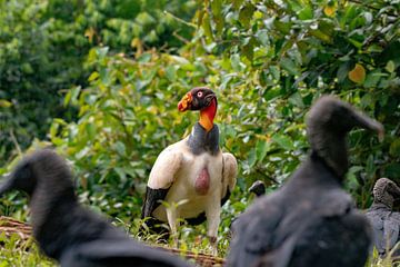 Koningsgier in Costa Rica van Merijn Loch