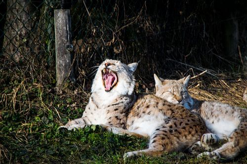 Gapende lynx