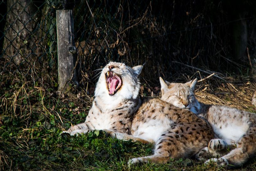 Gapende lynx von Abi Waren