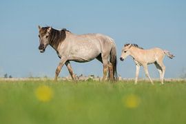 Een konik merrie en haar haar veulen von Elles Rijsdijk