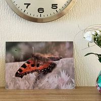 Photo de nos clients: Papillon se reposant sur des fleurs roses par Art. by Janine