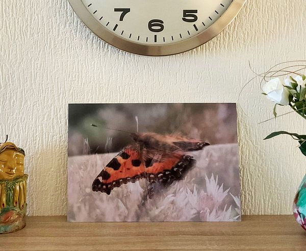Customer photo: Butterfly resting on pink flowers by Art. by Janine