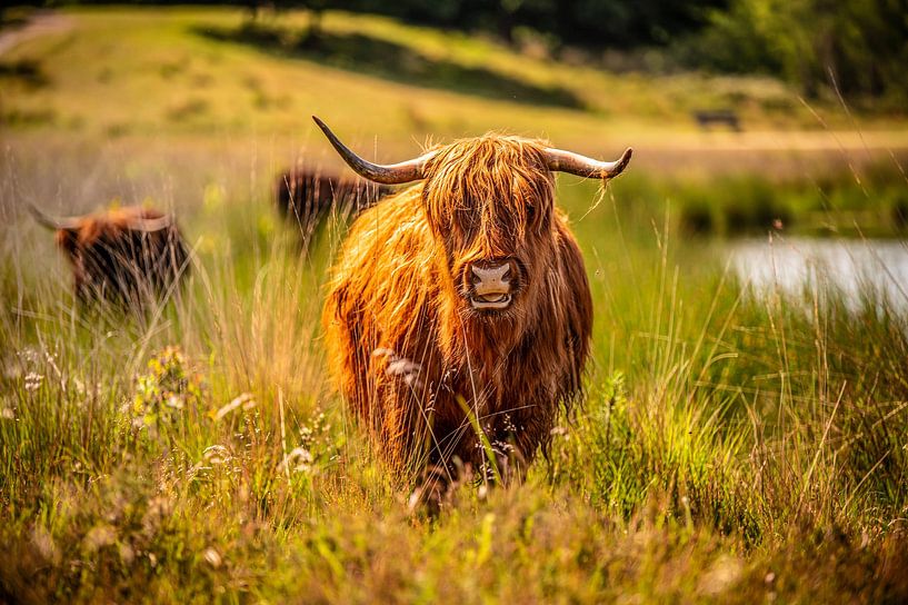 Schotse Hooglanders van Bas Fransen