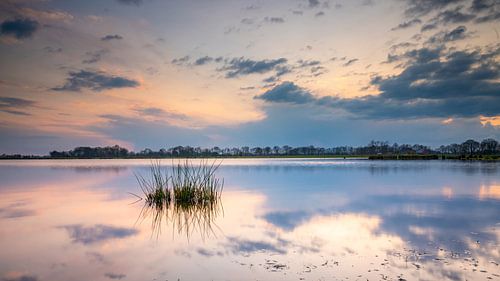 Graspollen in het water in het mooie Westerkwartier