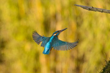 Kingfisher in flight. by Menno Schaefer