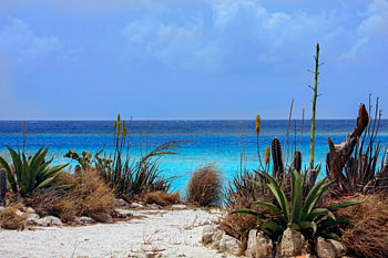 mangel halto aruba
