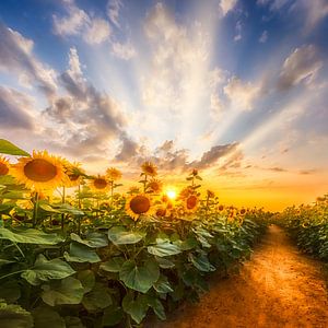 Chemin à travers le champ de tournesols