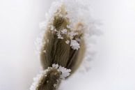 bevroren bloem knopje van mandy vd Weerd thumbnail