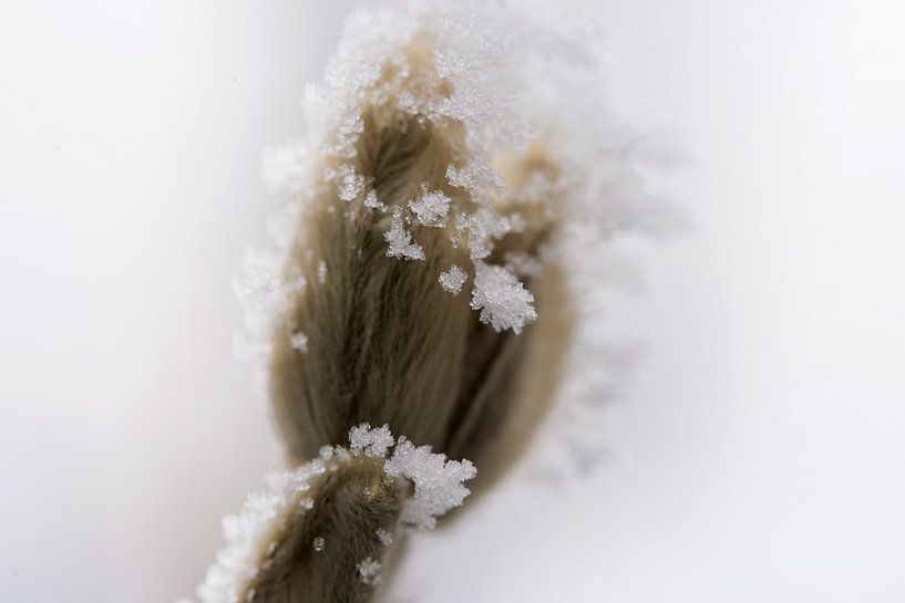 bevroren bloem knopje van mandy vd Weerd