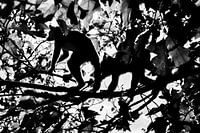 Affentricks Silhouette