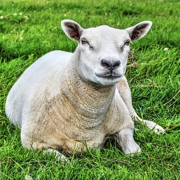 Moutons dans la prairie