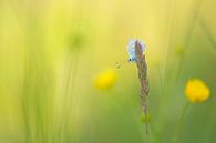 Butterfly (icarus blue) among buttercups by Moetwil en van Dijk - Fotografie thumbnail