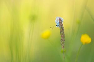 Papillon (bleu icarus) parmi les boutons d'or sur Moetwil en van Dijk - Fotografie