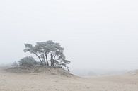 Karakteristieke boom op het Hulshorsterzand van Theo Klos thumbnail