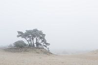 Karakteristieke boom op het Hulshorsterzand