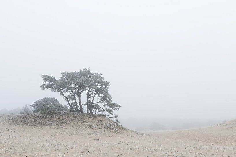 Karakteristieke boom op het Hulshorsterzand van Theo Klos