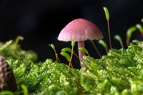 Petit entonnoir de laque violette dans la mousse du sol de la forêt sur un fond sombre