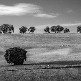 Colline de composition sur Steven Driesen