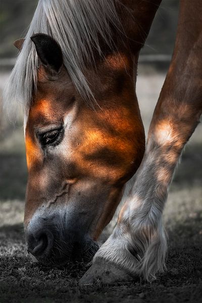 Filtered Light by Francis Wilson