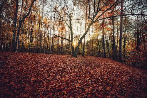 Gouden herfstbladeren