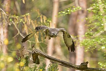 Buizerd in vlucht van Wim van der Meule