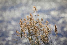 Am See von Thomas Jäger