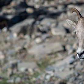 Mountain goat Canada sur Milou Mouchart