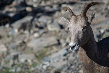 Mountain goat Canada by Milou Mouchart