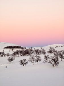 Northern Light von David Hanlon