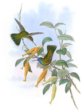 Humboldt's zoemende vogel, John Gould van Hummingbirds