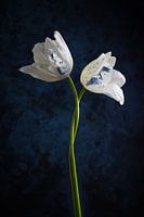 Tanzende Tulpen Delfter Blau