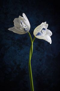 Tulipes dansantes Bleu de Delft