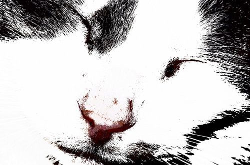 RequiesCAT in Pace 3