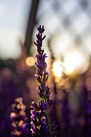 Lavender branch at sunset.