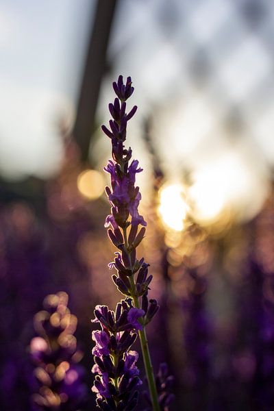 Lavender branch at sunset. by Joeri Mostmans