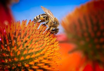 Honingbij op een coneflower bloesem van ManfredFotos