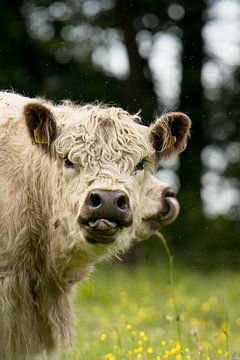 Knappe leuke bijna aaibare koe aan de muur, zie je ook die tweede..; van Sara in t Veld Fotografie