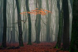 Die letzten Herbstblätter 2