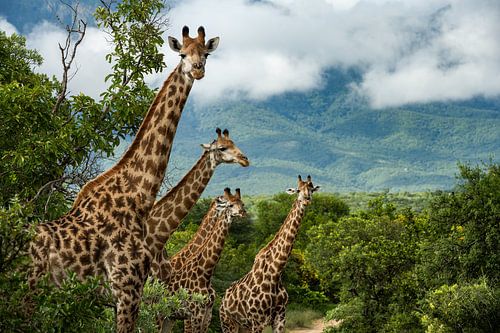Girafes devant les montagnes du Petit Drakensberg, Afrique du Sud