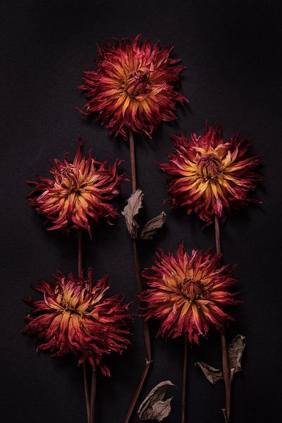 composition of five red-yellow dried dahlias by Karel Ham