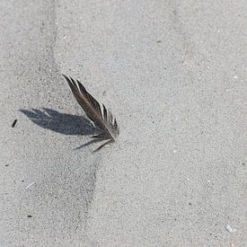 Une plume sur la plage sur Matthias Brix