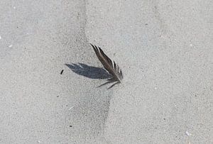 Une plume sur la plage