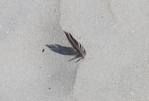 Eine Feder am Strand