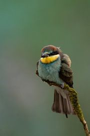 Mangeur d'abeilles sur un fond vert pastel