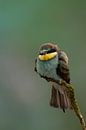 Bijen eter met een pastel groene achtergrond van 7.2 Photography thumbnail