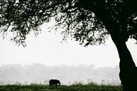 little elephant by Francis Dost thumbnail