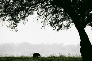 Kleine jumbo olifant in Zimbabwe. van Francis Dost