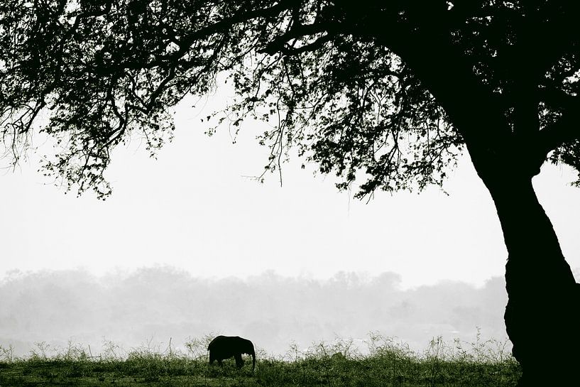 petit éléphant par Francis Dost